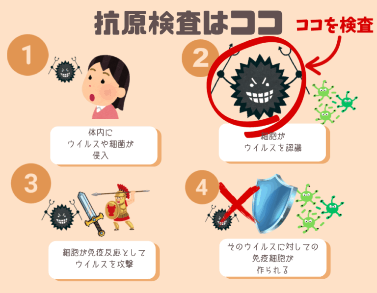 抗原と抗体の違いを解説! | はにわの医療事務